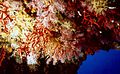 Corallium rubrum Corallo rosso in un soffitto della Grotta di Nereo