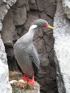 Red-legged cormorant Cormoran gris en Puesto del japones.jpg