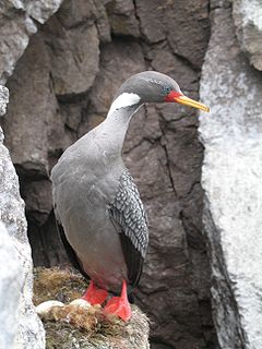 <span class="mw-page-title-main">Red-legged cormorant</span> Species of bird
