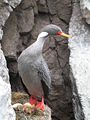 Red-footed shag