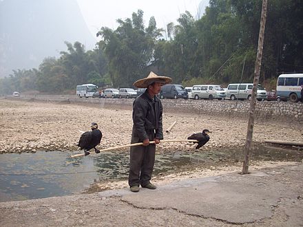 A Chinese fisherman with his two cormorants