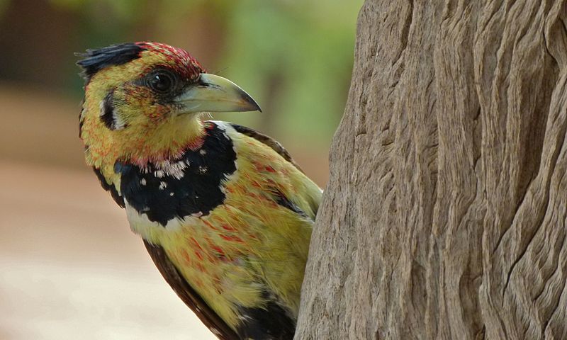 File:Crested Barbet (Trachyphonus vaillantii) (6032804402).jpg