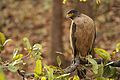 Crested Serpent eagle David Raju (2).jpg
