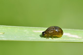 Criocerinae larva