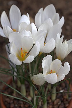 Crocus hadriaticus GotBot 2015.001.jpg