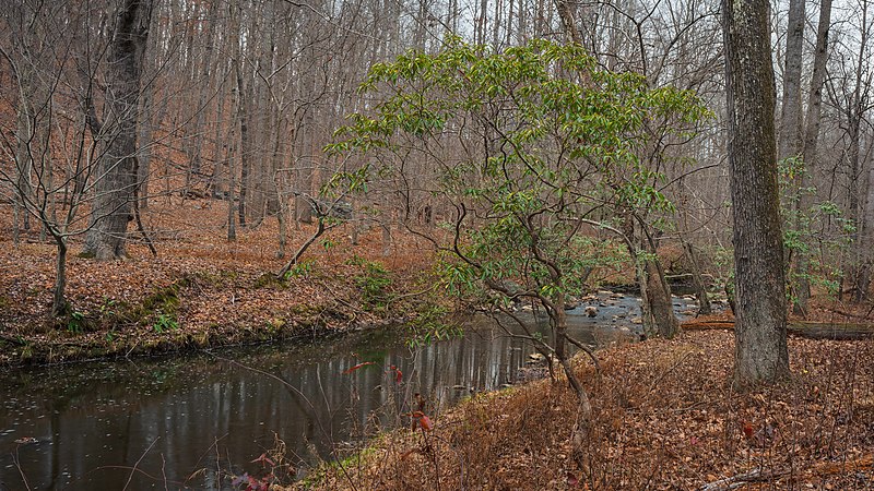 File:Crooked Little Tree by Rock Creek (51755689421).jpg