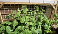 Cucumber plants late June in New Jersey.