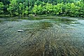 Cumberland River (just upstream from Cumberland Falls, Kentucky, USA) 2 (20040091791).jpg