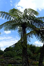 Thumbnail for File:Cyathea medullaris kz1.jpg