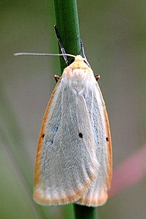 <i>Cybosia</i> Genus and species of moth