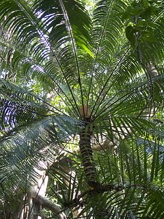 <i>Cycas inermis</i> Species of cycad