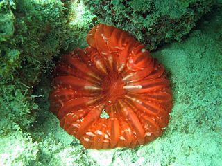 <i>Cynarina</i> Genus of corals