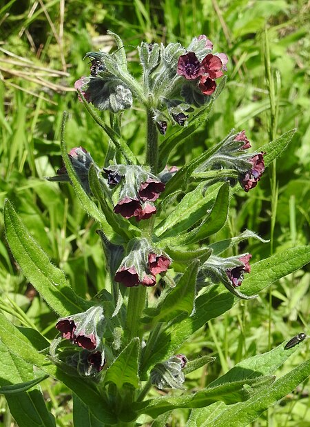 Cynoglossum officinale