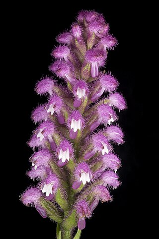 <i>Cynorkis</i> Genus of orchids