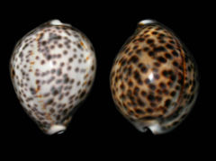 Tigrinė kaurė (Cypraea tigris)