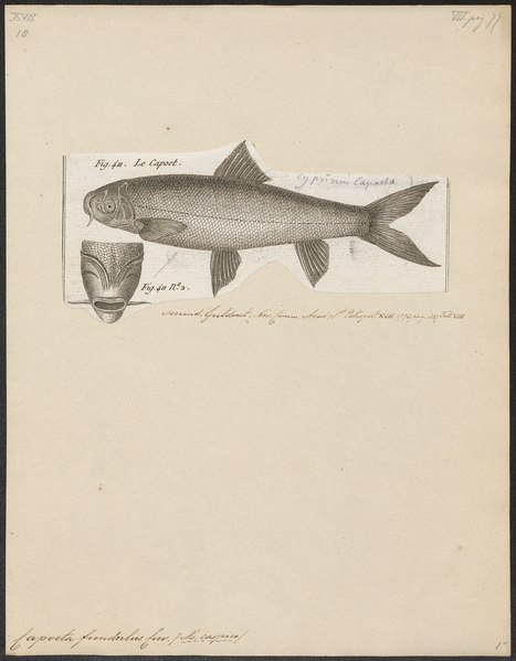 File:Cyprinus capoeta - 1788 - Print - Iconographia Zoologica - Special Collections University of Amsterdam - UBA01 IZ15000093.tif