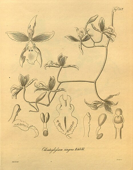 File:Cyrtochilum ringens (as Odontoglossum ringens) - Xenia 2 pl 159.jpg