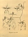 Cyrtochilum ringens (as syn. Odontoglossum ringens) plate 159 in: H. G. Reichenbach: Xenia orchidacea - vol. 2 (1874)
