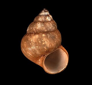 <i>Cytora septentrionalis</i> Species of gastropod