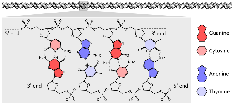 Файл:DNA chemical structure 2.svg