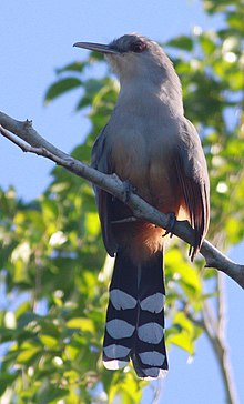 DRbirds Hispaniolan-Kertenkele Guguk Kuşu 2c.jpg