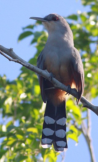 <span class="mw-page-title-main">Hispaniolan lizard cuckoo</span> Species of bird