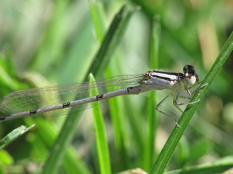 File:Damselfly (7987413829).jpg