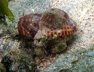 <i>Dardanus deformis</i> species of crustacean