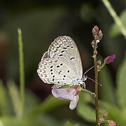 Zizina antanossa (Dark grass blue) underside