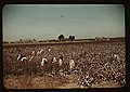 Day laborers picking cotton near Clarksdale, Miss. LCCN2017877487.jpg