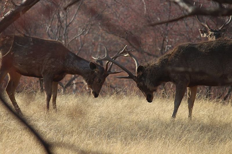 File:Deer Ranthambhore NP India.jpg