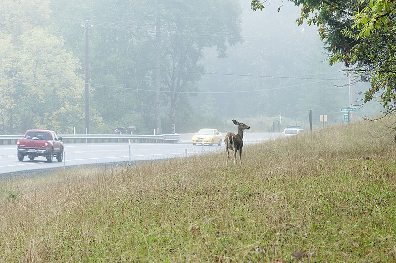 File:Deer by the highway (10697138273).jpg