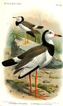 Illustration by J. G. Keulemans of subspecies V. c. leucopterus (below) with white inner primary feathers and subspecies V. c. crassirostris (above) with only black primary feathers DefillipiaKeulemans.jpg