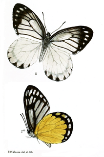 <i>Delias agoranis</i> Species of butterfly