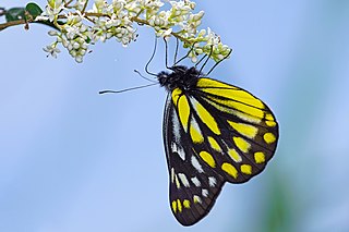 <i>Delias berinda</i> Species of butterfly