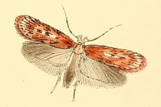 <i>Depressaria pulcherrimella</i> Species of moth