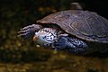 Diamondback terrapin turtle (6970042337).jpg