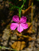 Dianthus carthusianorum 002.JPG