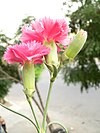 Dianthus schabaud