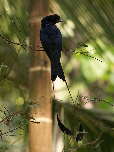 File:Dicrurus paradiseus -Kerala -India-6-3c.jpg