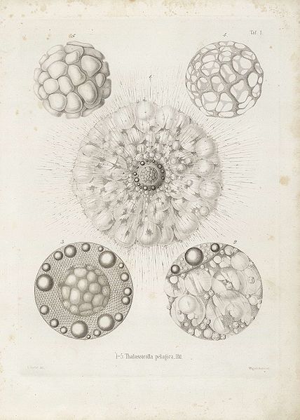 File:Die Radiolarien (Rhizopoda radiata) - Ernst Haeckel - Tafel 02.jpg