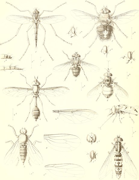 File:Diptera (1868) (20334348054).jpg