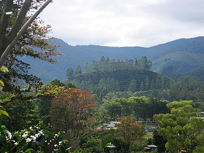 A coffee plantation on a hill near Orosí, Costa Rica