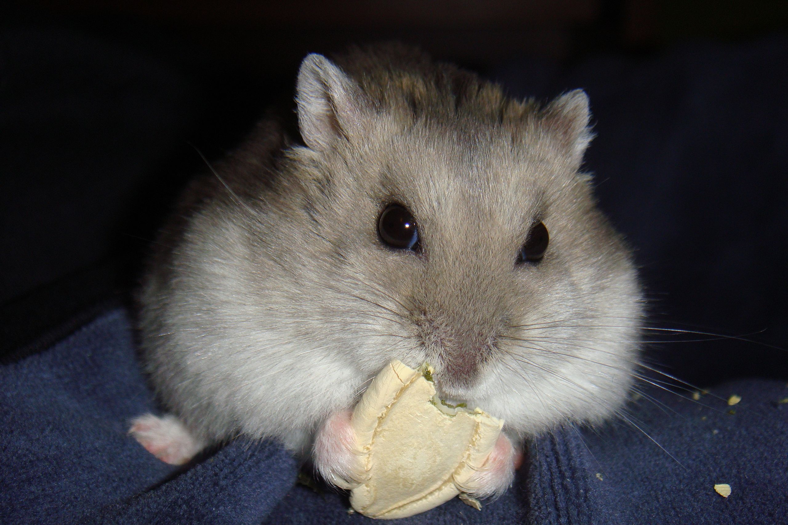 My Russian dwarf hamster, Scabbers. :) (He's eating a corn flake