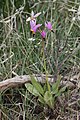 Dodecatheon poeticum