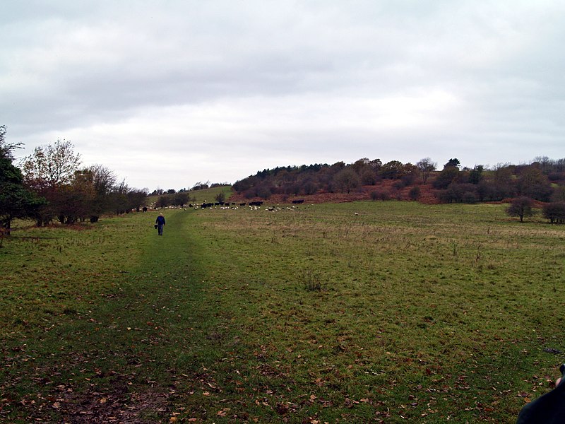 File:Dolebury Warren nature reserve - geograph.org.uk - 2721440.jpg