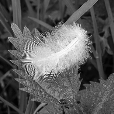 Bird feather in the grass. Location, The Famberhorst.