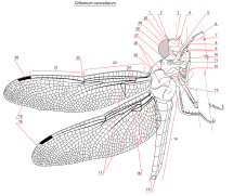 Dragonfly anatomy