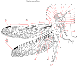 Dragonfly anatomy Dragonfly.svg