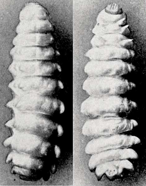 File:Drilus concolor ultimate female larva.png